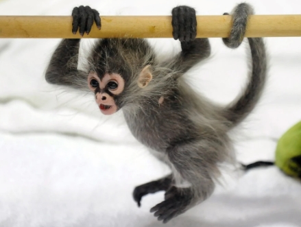 spider monkey pet