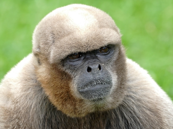 buy a spider monkey