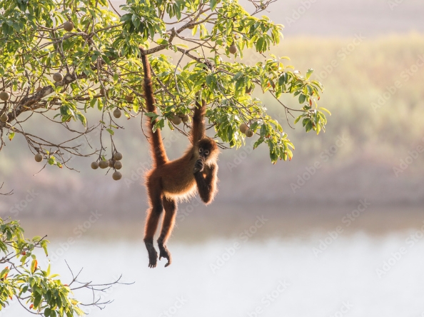 hanging spider monkey