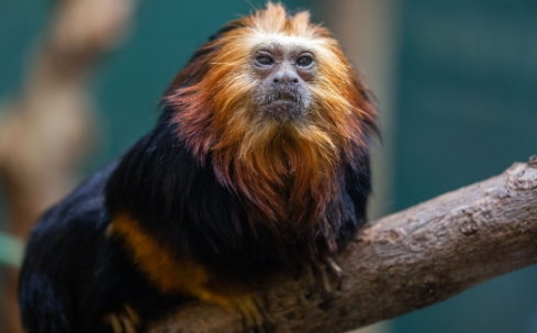 golden lion tamarin for sale