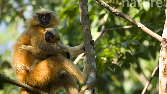 golden leaf monkey