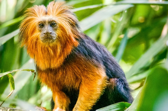monkey victory
