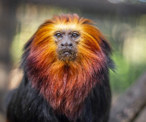 golden headed tamarin