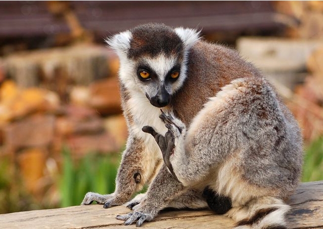 ii lemur