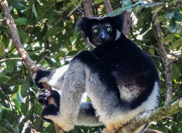 indri endangered