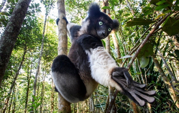 indri