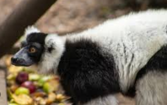 chloe lemur