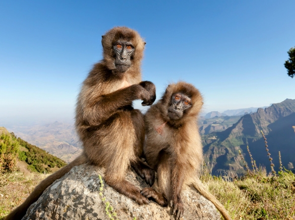 mountain monkey