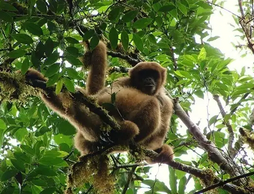 woolly spider monkey