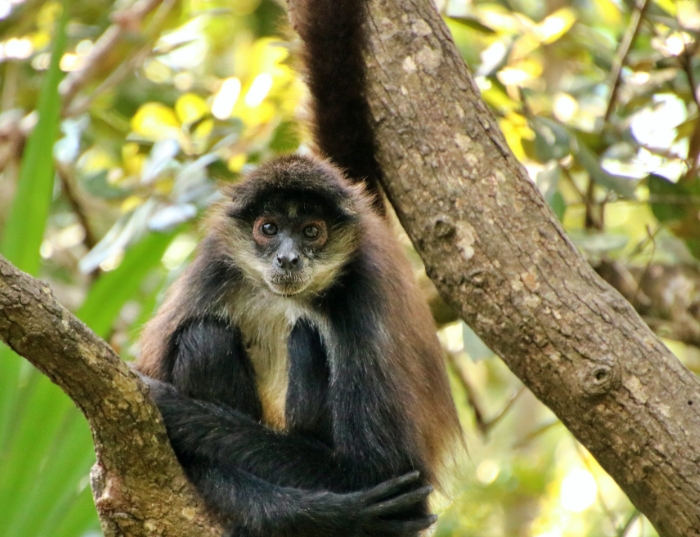 types of spider monkeys