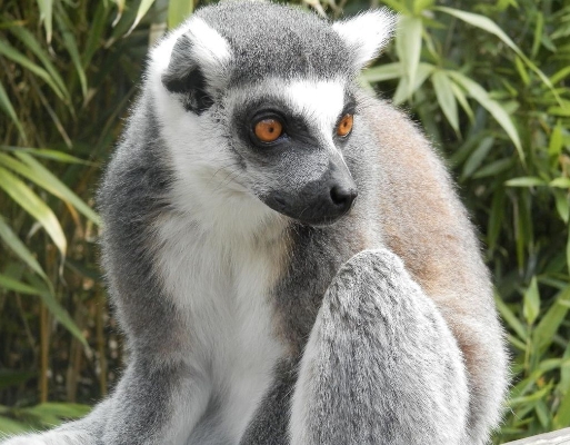 ring tailed lemur pet for sale
