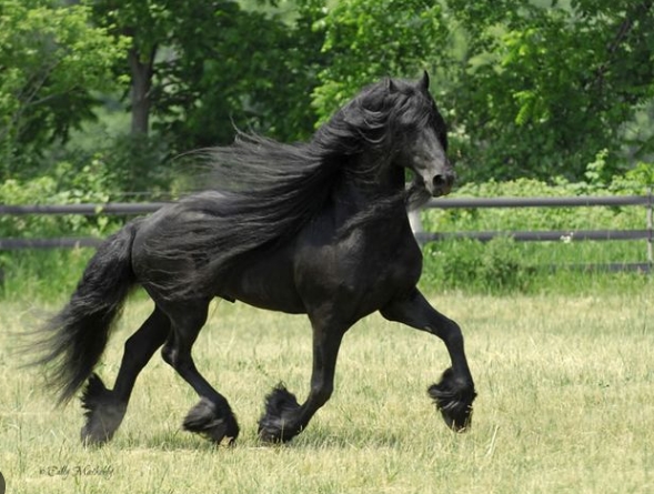 anton 343 friesian stallion