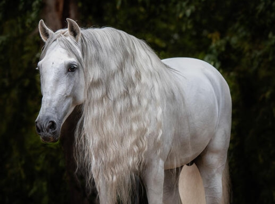 andalusian white friesian horse