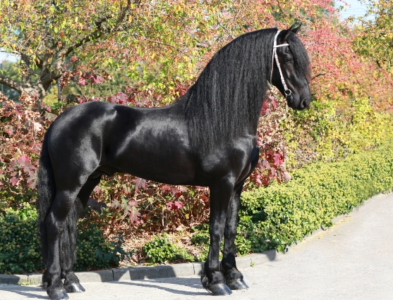 alwin friesian stallion