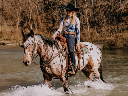 appaloosa friesian horse