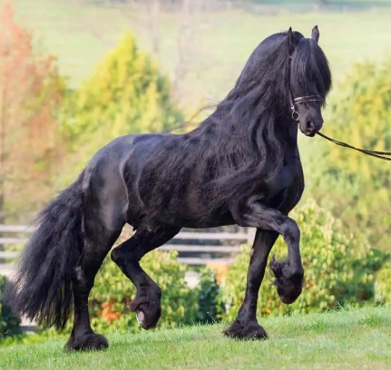 a friesian horse