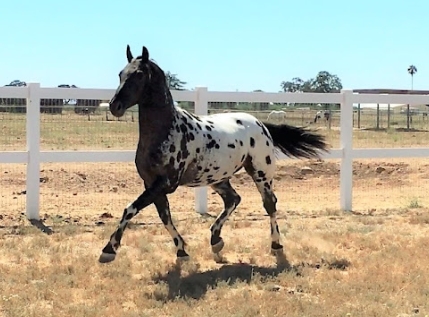 appaloosa friesian