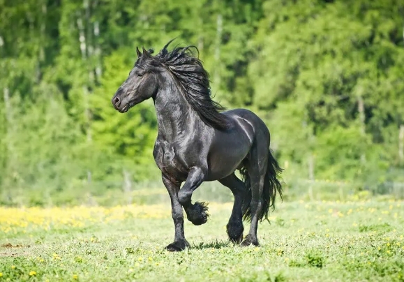 a friesian