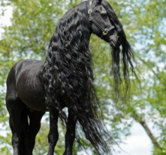anton friesian stallion