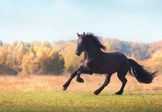 friesian horse for adoption