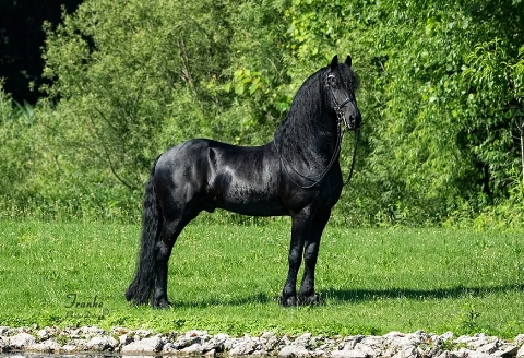 about friesian horses