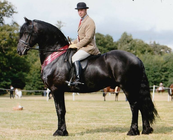 aan 416 friesian stallion