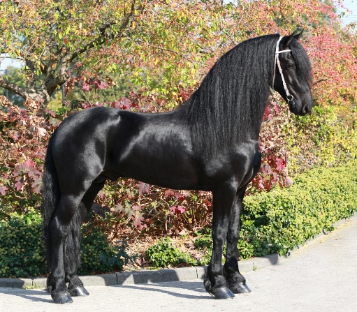 alwin 469 friesian stallion