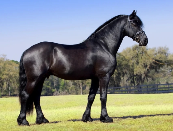 friesian horse