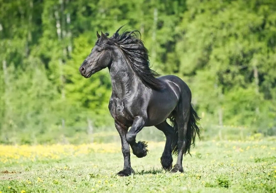 all about friesian horses