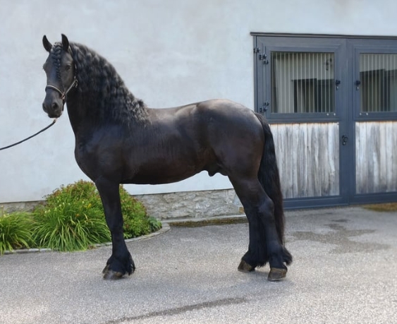 baroque friesian