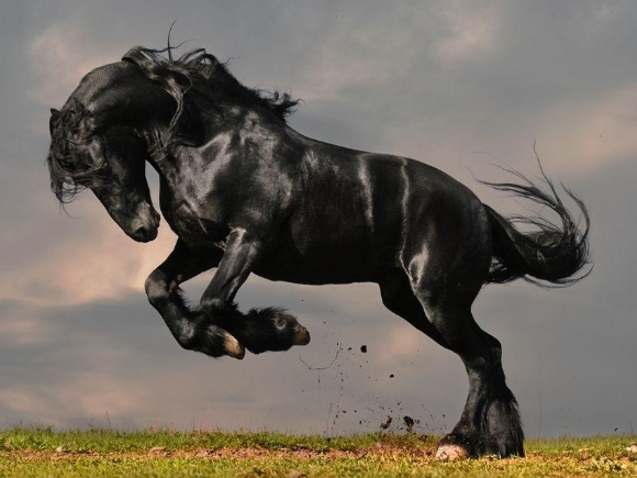 approved friesian stallions