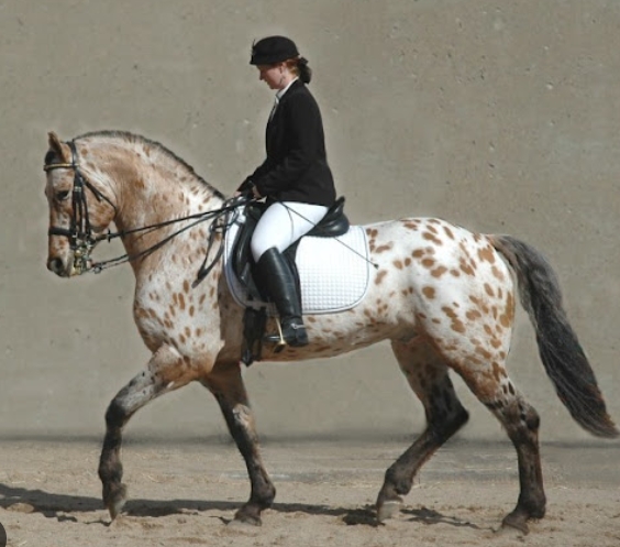 appaloosa friesian sport horse