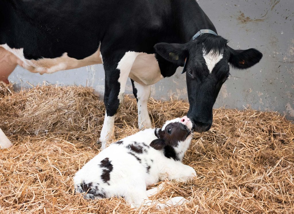 cow calf growth