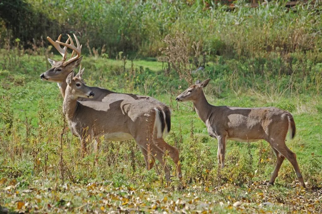 deer mating up close