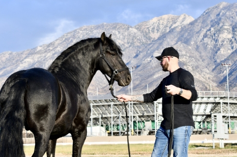 extreme friesian stables
