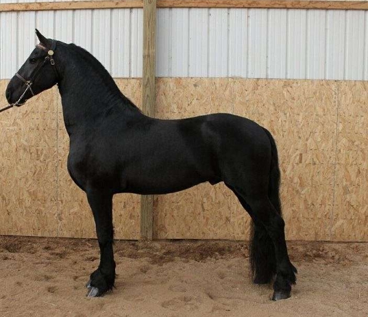 black friesian
