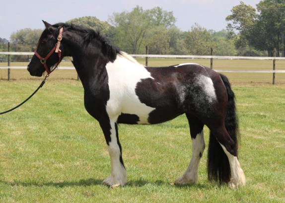friesian paint horse