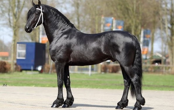 kfps approved friesian stallions