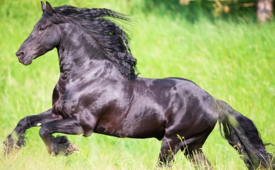 baroque friesian horse