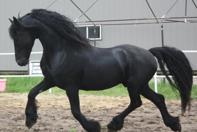 excalibur friesians
