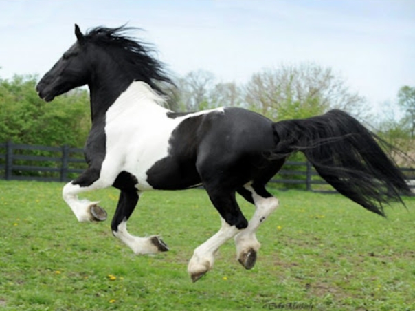 friesian paint