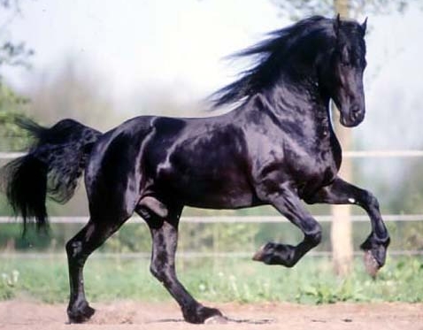 karsten friesian stallion