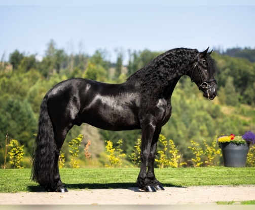 baroque friesian stallion