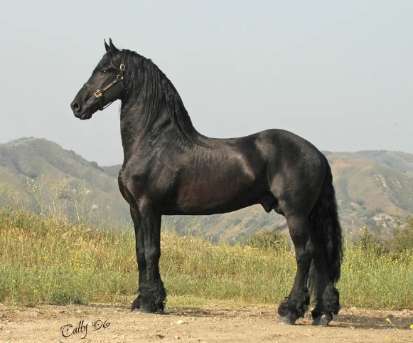 black friesian horse