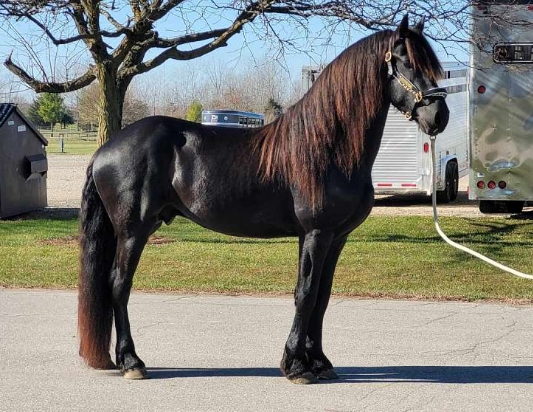 equinenow friesian