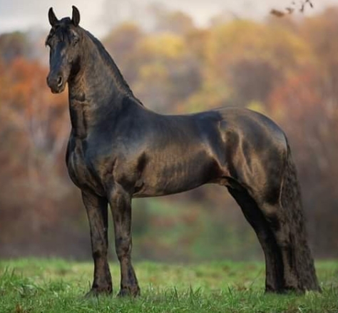 julius friesian stallion