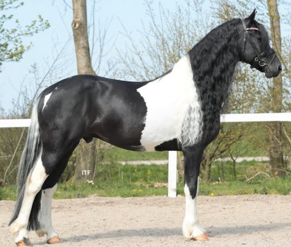 baroque pinto friesian