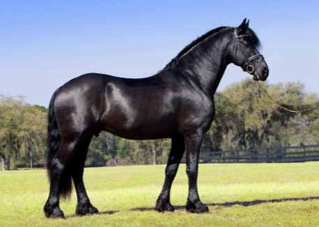 friesian horse stallion