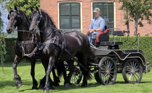 friesian horse pulling carriage