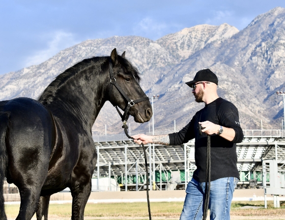 friesian horse stables